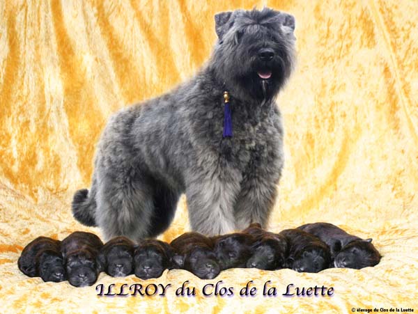 Portee Bouvier des Flandres du Clos de la Luette ILLROY GUMM